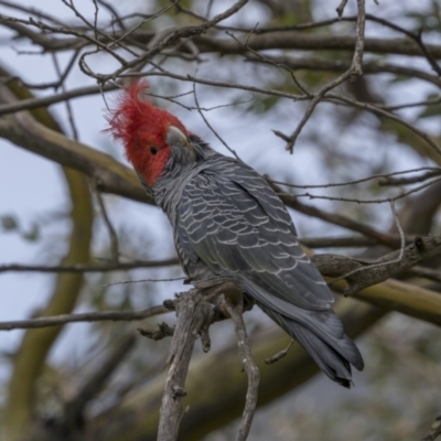 Callocephalon fimbriatum (Gang-gang Cockatoo) at Jagungal Wilderness, NSW - 25 Oct 2021 by trevsci