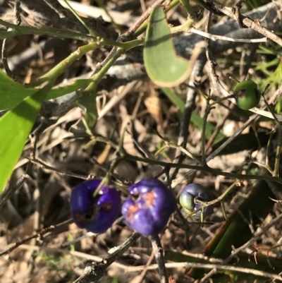 Dianella sp. (Flax Lily) at Evans Head, NSW - 26 Oct 2021 by AliClaw