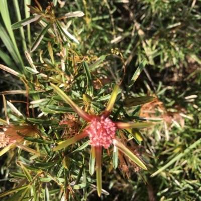 Lambertia formosa (Mountain Devil) at Evans Head, NSW - 26 Oct 2021 by AliClaw
