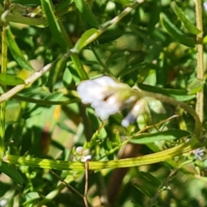 Vicia disperma at Mawson, ACT - 26 Oct 2021 03:52 PM