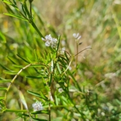 Vicia disperma at Mawson, ACT - 26 Oct 2021 03:52 PM