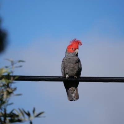 Callocephalon fimbriatum (Gang-gang Cockatoo) at Watson, ACT - 23 Oct 2021 by Ruzzty