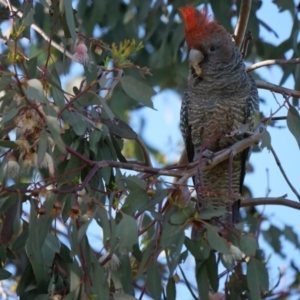 Callocephalon fimbriatum at Watson, ACT - suppressed