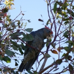 Callocephalon fimbriatum (Gang-gang Cockatoo) at Watson, ACT - 25 Oct 2021 by Ruzzty