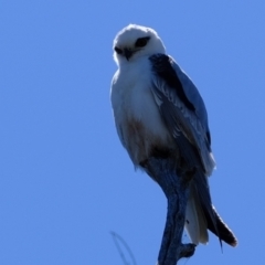 Elanus axillaris (Black-shouldered Kite) at Molonglo Valley, ACT - 26 Oct 2021 by Kurt