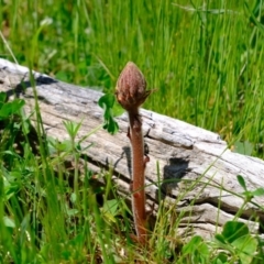 Orobanche minor (Broomrape) at Molonglo Valley, ACT - 26 Oct 2021 by Kurt