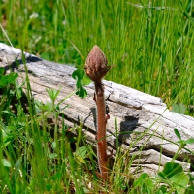 Orobanche minor (Broomrape) at Molonglo River Reserve - 26 Oct 2021 by Kurt