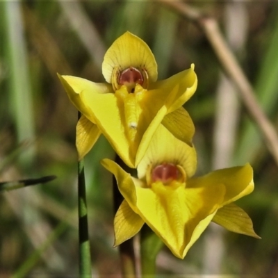 Diuris subalpina (Small Snake Orchid) at Rendezvous Creek, ACT - 26 Oct 2021 by JohnBundock