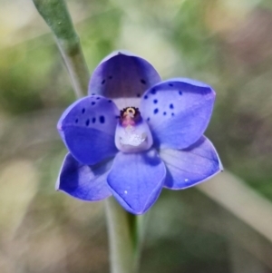 Thelymitra juncifolia at Stromlo, ACT - suppressed