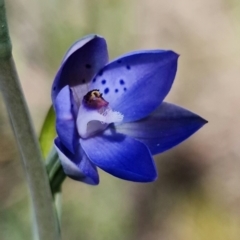 Thelymitra juncifolia at Stromlo, ACT - 26 Oct 2021