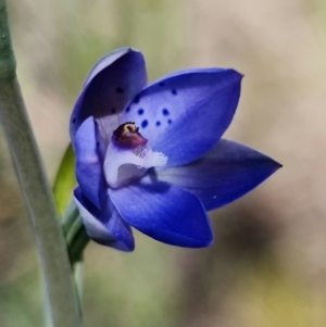 Thelymitra juncifolia at Stromlo, ACT - 26 Oct 2021