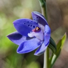 Thelymitra juncifolia at Stromlo, ACT - 26 Oct 2021