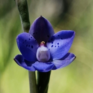 Thelymitra juncifolia at Stromlo, ACT - 26 Oct 2021