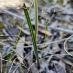 Thelymitra juncifolia at Stromlo, ACT - suppressed