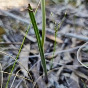 Thelymitra juncifolia at Stromlo, ACT - suppressed