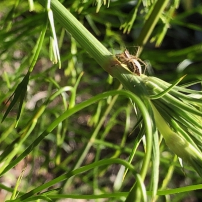 Oxyopes sp. (genus) (Lynx spider) at Aranda, ACT - 26 Oct 2021 by KMcCue