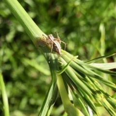 Oxyopes sp. (genus) at Aranda, ACT - 26 Oct 2021