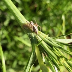 Oxyopes sp. (genus) at Aranda, ACT - 26 Oct 2021