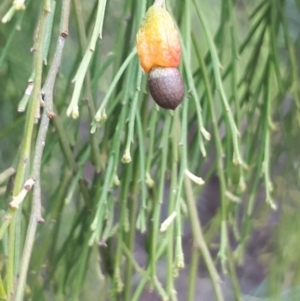 Exocarpos cupressiformis at Acton, ACT - 23 Oct 2021