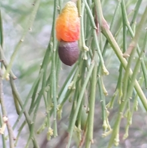 Exocarpos cupressiformis at Acton, ACT - 23 Oct 2021