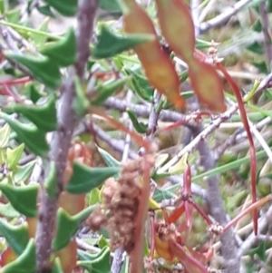 Acacia gunnii at Acton, ACT - 23 Oct 2021