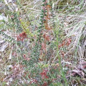 Acacia gunnii at Acton, ACT - 23 Oct 2021 04:24 PM