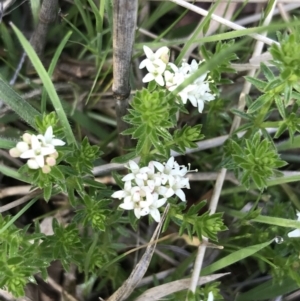 Asperula conferta at Rendezvous Creek, ACT - 24 Oct 2021 09:41 AM