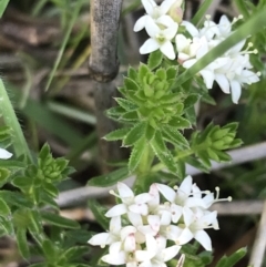 Asperula conferta at Rendezvous Creek, ACT - 24 Oct 2021 09:41 AM