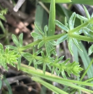 Asperula conferta at Rendezvous Creek, ACT - 24 Oct 2021 09:41 AM