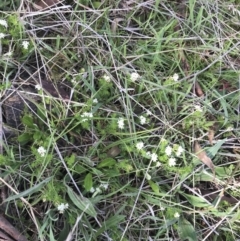 Asperula conferta at Rendezvous Creek, ACT - 24 Oct 2021