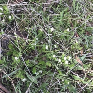 Asperula conferta at Rendezvous Creek, ACT - 24 Oct 2021 09:41 AM