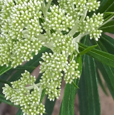 Cassinia longifolia (Shiny Cassinia, Cauliflower Bush) at Acton, ACT - 23 Oct 2021 by abread111