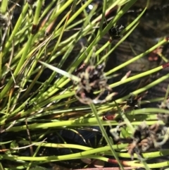 Schoenus apogon (Common Bog Sedge) at Rendezvous Creek, ACT - 24 Oct 2021 by Tapirlord