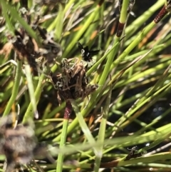 Schoenus apogon at Rendezvous Creek, ACT - 24 Oct 2021 09:44 AM