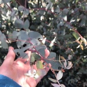 Eucalyptus dalrympleana subsp. dalrympleana at Namadgi National Park - 24 Oct 2021