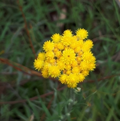 Chrysocephalum semipapposum (Clustered Everlasting) at Acton, ACT - 23 Oct 2021 by abread111