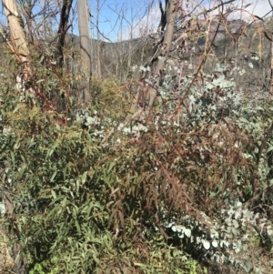 Eucalyptus viminalis at Rendezvous Creek, ACT - 24 Oct 2021