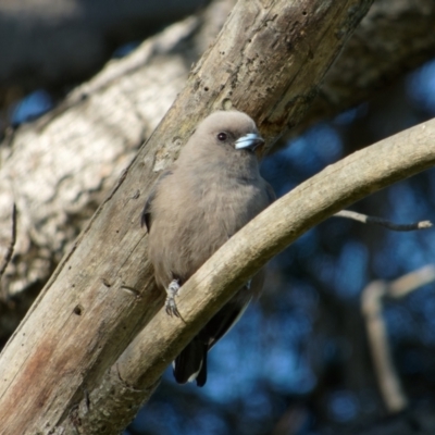 Artamus cyanopterus (Dusky Woodswallow) at Sullivans Creek, Lyneham North - 26 Oct 2021 by RobertD