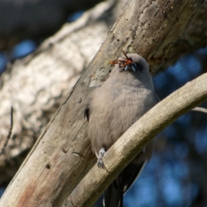 Artamus cyanopterus at Lyneham, ACT - 26 Oct 2021