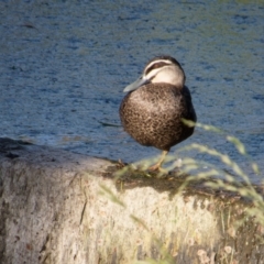 Anas superciliosa (Pacific Black Duck) at Sullivans Creek, Lyneham North - 26 Oct 2021 by RobertD