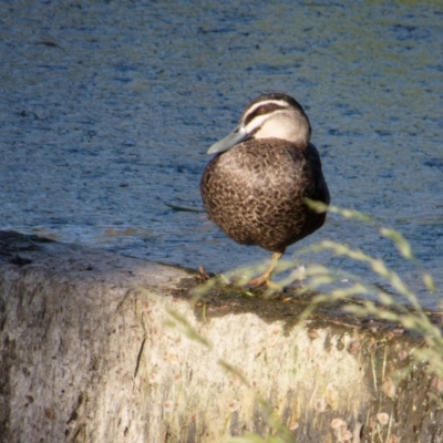 Anas superciliosa (Pacific Black Duck) at Lyneham, ACT - 26 Oct 2021 by RobertD