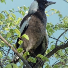 Gymnorhina tibicen (Australian Magpie) at Sullivans Creek, Lyneham North - 26 Oct 2021 by RobertD