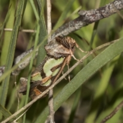 Cosmodes elegans (Green Blotched Moth) at Hawker, ACT - 26 Oct 2021 by AlisonMilton