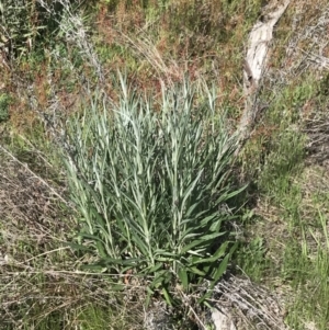 Senecio quadridentatus at Rendezvous Creek, ACT - 24 Oct 2021