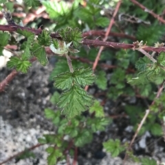 Rubus parvifolius (Native Raspberry) at Rendezvous Creek, ACT - 24 Oct 2021 by Tapirlord