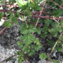 Rubus parvifolius (Native Raspberry) at Rendezvous Creek, ACT - 23 Oct 2021 by Tapirlord