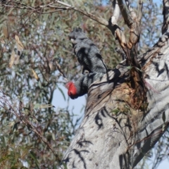 Callocephalon fimbriatum (Gang-gang Cockatoo) at Acton, ACT - 24 Oct 2021 by WalterEgo