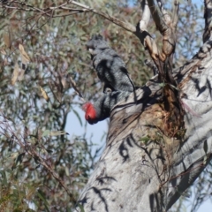 Callocephalon fimbriatum (Gang-gang Cockatoo) at Acton, ACT - 23 Oct 2021 by WalterEgo