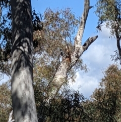 Callocephalon fimbriatum at Acton, ACT - suppressed