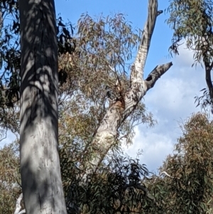 Callocephalon fimbriatum at Acton, ACT - suppressed